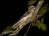 papuan_frogmouth_84486