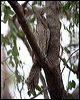 papuan_frogmouth_96123