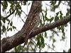 papuan_frogmouth_96136