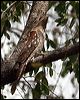 papuan_frogmouth_96186