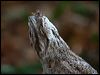papuan_frogmouth_96695