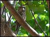 papuan_frogmouth_96713