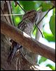 papuan_frogmouth_96740