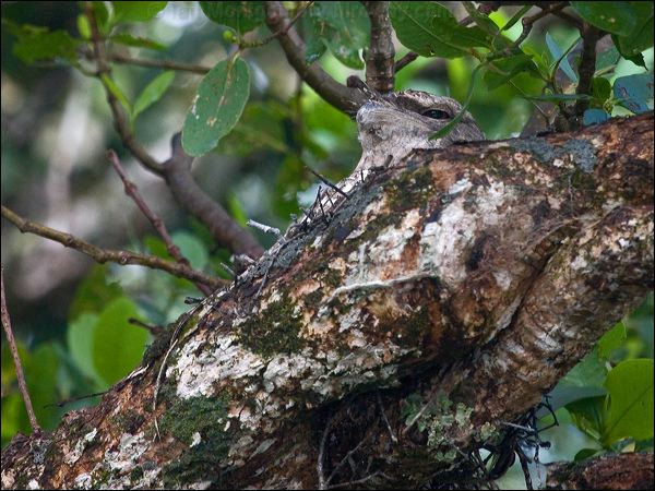 Papuan Frogmouth papuan_frogmouth_168732.psd
