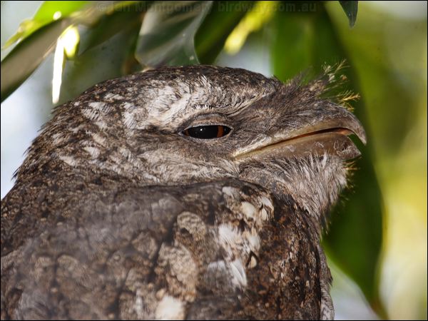 Papuan Frogmouth papuan_frogmouth_80483.psd