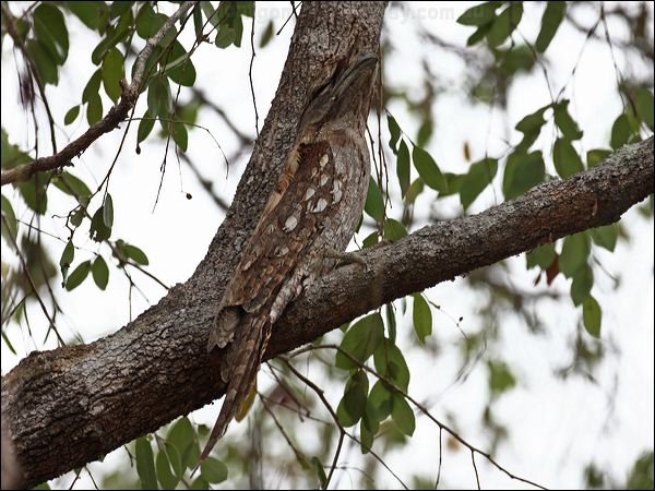 Papuan Frogmouth papuan_frogmouth_96136.psd