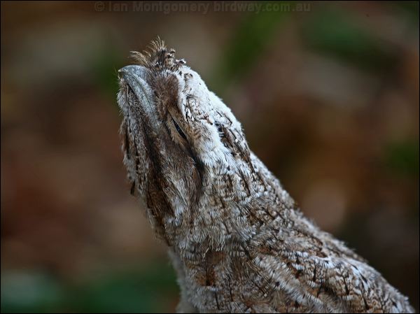 Papuan Frogmouth papuan_frogmouth_96695.psd