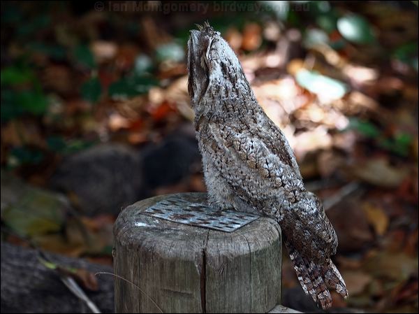 Papuan Frogmouth papuan_frogmouth_96706.psd