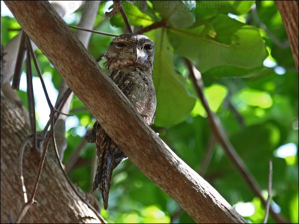 Papuan Frogmouth papuan_frogmouth_96713.psd