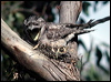 tawny_frogmouth_04218