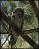 tawny_frogmouth_06710