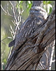 tawny_frogmouth_09779