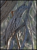 tawny_frogmouth_09780