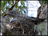 tawny_frogmouth_11336