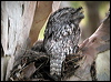 tawny_frogmouth_14144