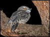 tawny_frogmouth_164068