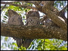 tawny_frogmouth_181021
