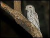 tawny_frogmouth_184615