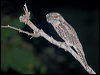 tawny_frogmouth_184671