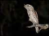 tawny_frogmouth_184678