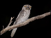 tawny_frogmouth_184686