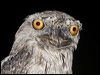 tawny_frogmouth_184686_2