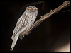tawny_frogmouth_184696