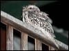 tawny_frogmouth_34982