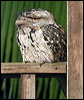 tawny_frogmouth_35041
