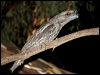 tawny_frogmouth_87823