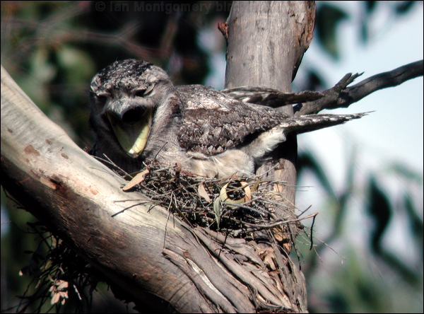 Tawny Frogmouth tawny_frogmouth_04218.psd