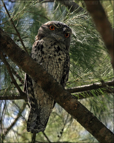 Tawny Frogmouth tawny_frogmouth_06710.jpg