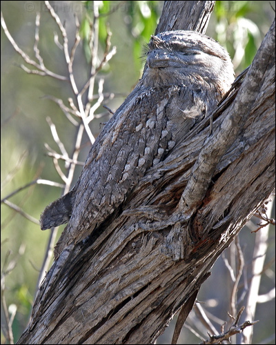 Tawny Frogmouth tawny_frogmouth_09779.psd