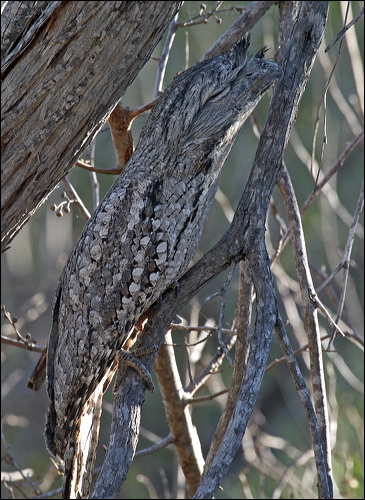 Tawny Frogmouth tawny_frogmouth_09780.psd