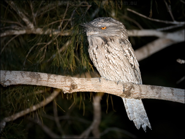 Tawny Frogmouth tawny_frogmouth_100587.psd