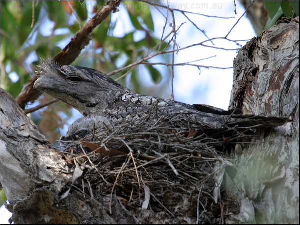 Tawny Frogmouth tawny_frogmouth_11336.jpg