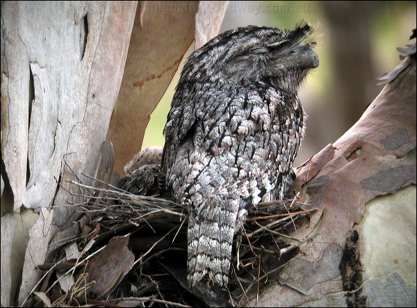 Tawny Frogmouth tawny_frogmouth_14144.psd