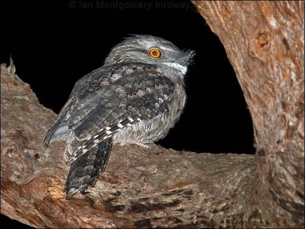 Tawny Frogmouth tawny_frogmouth_164068.psd
