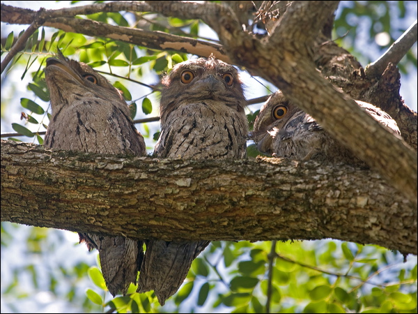 Tawny Frogmouth tawny_frogmouth_181021.psd
