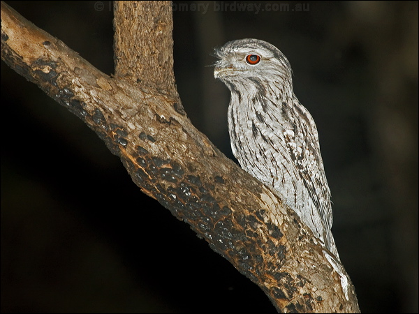 Tawny Frogmouth tawny_frogmouth_184615.psd