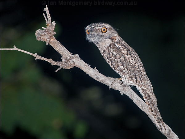 Tawny Frogmouth tawny_frogmouth_184671.psd