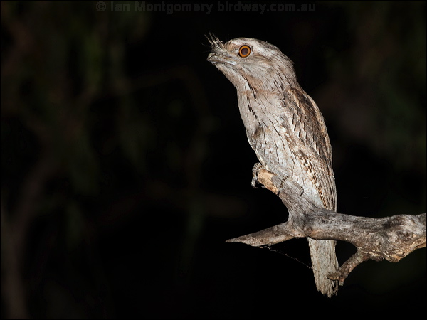 Tawny Frogmouth tawny_frogmouth_184678.psd