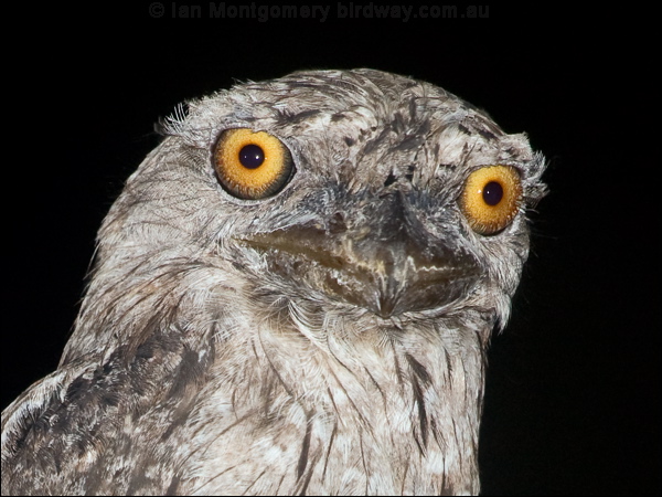 Tawny Frogmouth tawny_frogmouth_184686_2.psd