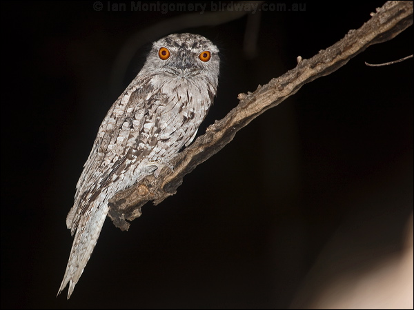 Tawny Frogmouth tawny_frogmouth_184696.psd
