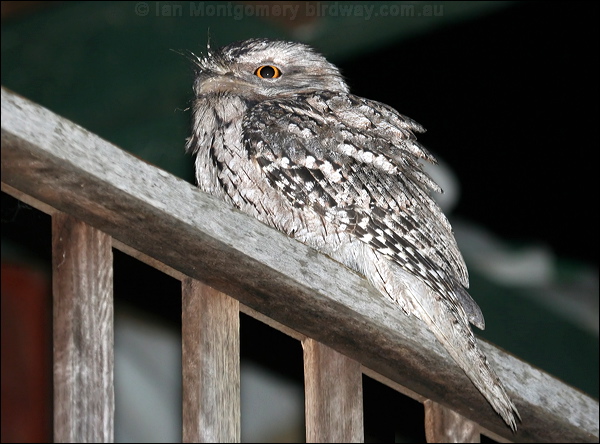 Tawny Frogmouth tawny_frogmouth_34982.psd