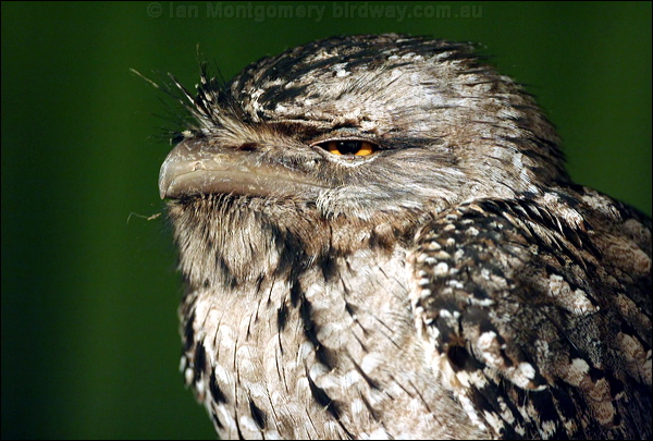 Tawny Frogmouth tawny_frogmouth_35002.psd