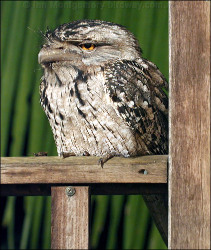 Tawny Frogmouth tawny_frogmouth_35041.psd