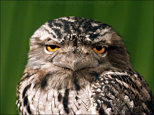 Tawny Frogmouth tawny_frogmouth_35047.psd