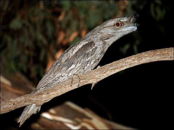 Tawny Frogmouth tawny_frogmouth_87823.psd