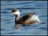 australasian_grebe_11313